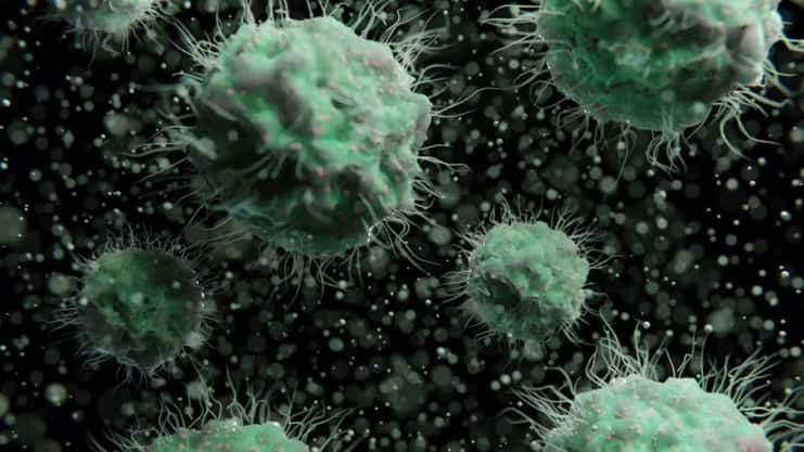 Bacteria 
